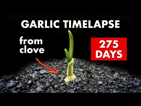 Growing GARLIC 🧄 From Clove - 275 Days Time Lapse