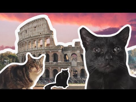 Rome's Ancient Cat Sanctuary