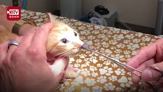 [問卦] 貓咪鼻子居然挖出巨大肥蟲