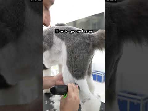 How to groom a dog with clippers #grooming