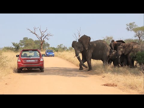 Why Idiots In Cars Shouldn't Drive Near Elephants.| Kruger Park Sightings