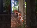 Funny Dogs Meeting Short