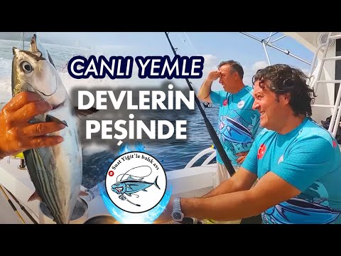 Nuestro objetivo es capturar pez espada gigante utilizando bonitos