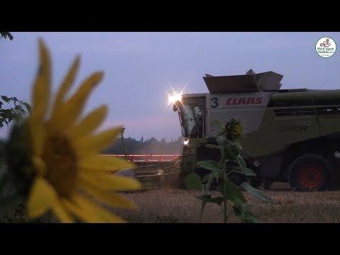 Weizen Ernte 2019 - Multi Agrar Claußnitz GmbH - Claas, John Deere, Valtra, Big Farming
