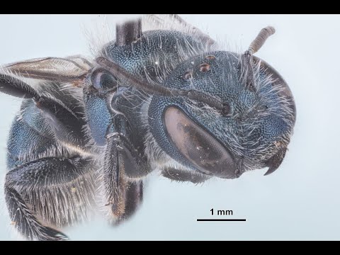 Macro Photography with DLiA Volunteer, Mike Santella