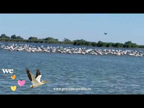 Pelicani Delta Dunarii