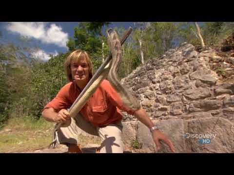 Austin Stevens Adventures - The Last Serpent - Part 2