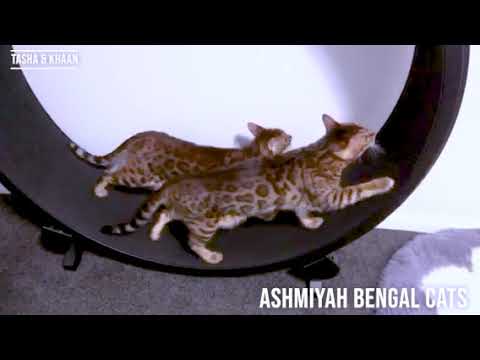 Bengal Cats Tasha & Khaan exercising on their Cat Wheel