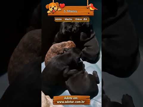 Vídeo de 5 filhotes
