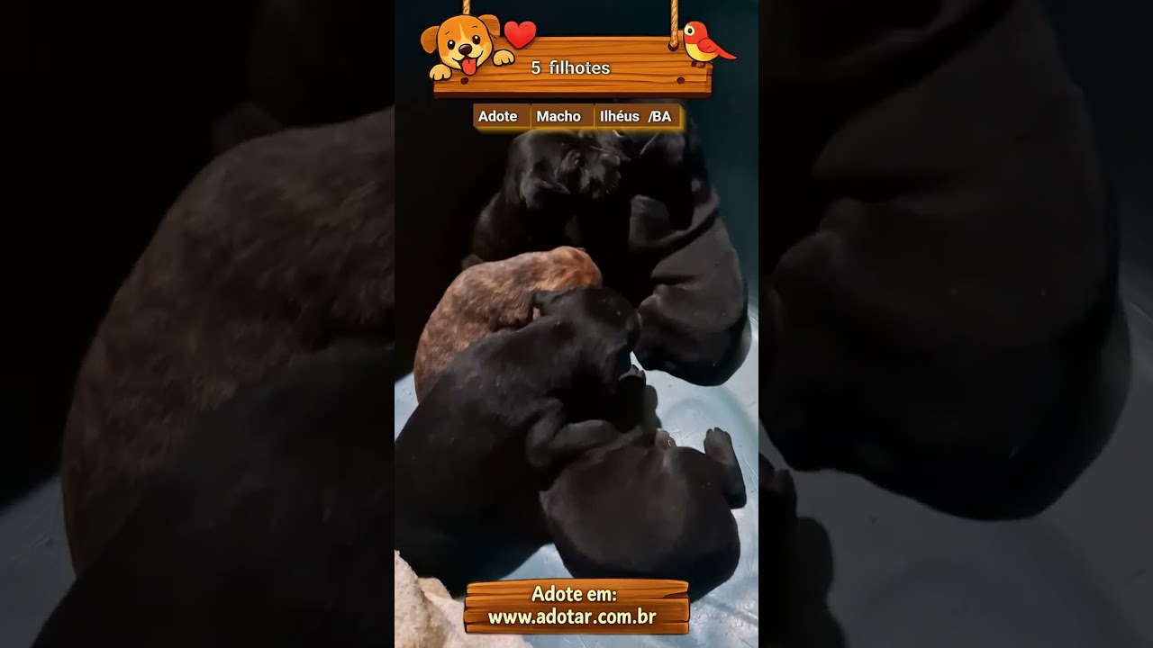 Cachorro raça SRD-ViraLata idade Abaixo de 2 meses nome 5 filhotes
