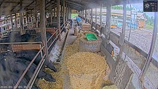 Katori · ISB Farm Co., Ltd. · 1 live stream