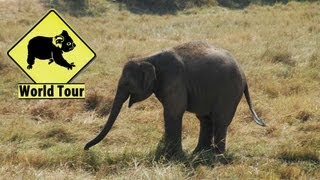 Voyage en Thailande Ban Ta Klang Village des Éléphants Maryse & Dany © Youtube