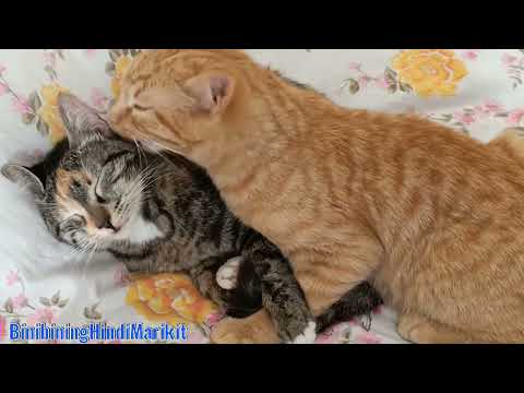 Lampungan ni Graciela at Garfield