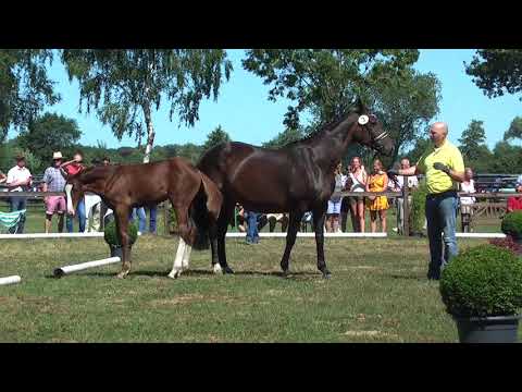 Sudweyher Fohlenschau 2018 - Kat.-Nr. 03