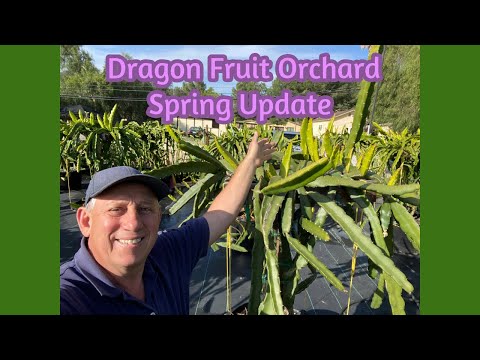 Dragon Fruit Orchard | Spring Update