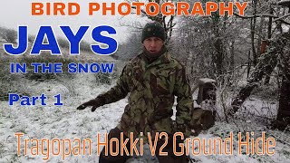 BIRD PHOTOGRAPHY-HOW TO- JAYS IN THE SNOW