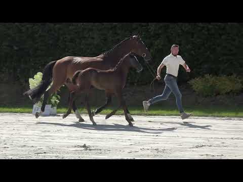 Ducatti des Rosiers Z
