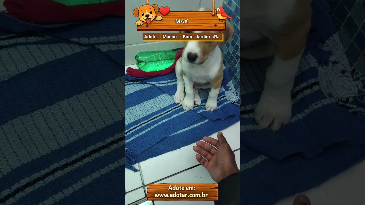 Cachorro raça Pit-Bull idade 2 a 6 meses nome MAX