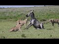 Cheetahs Attacking And Bring Down Zebra Video