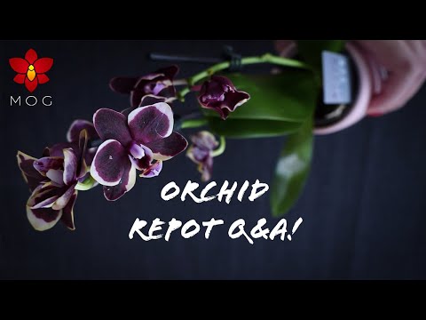Repotting new Mini Phalaenopsis & Q&A! - Orchid Care for Beginners