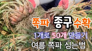 쪽파 종구 1개로 50개 만들기  여름 쪽파 심는법 쪽파 휴면타파