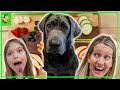 Will Clouder Eat It Fruits And Veggies Taste Test With Our Labrador Retriever