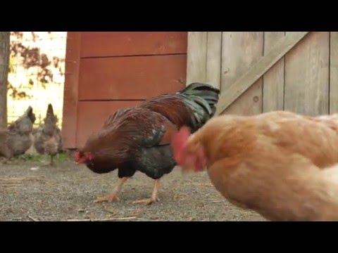 download lagu mp3 mp4 Paleo Mama, download lagu Paleo Mama gratis, unduh video klip Download Paleo Mama Mp3 dan Mp4 Youtube Gratis