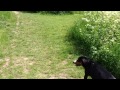 Boyero de Entlebuch - Lets Go Swimming.Alfie the Entlebucher Mountain Dog shows the way