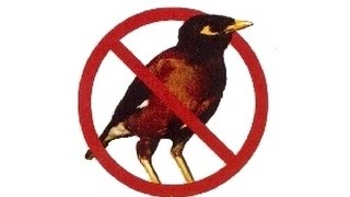 Does Everybody Love Mynas? - Part 2 – Australia