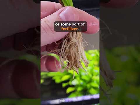 Why Every Planted Aquarium Needs An Amazon Sword #shorts