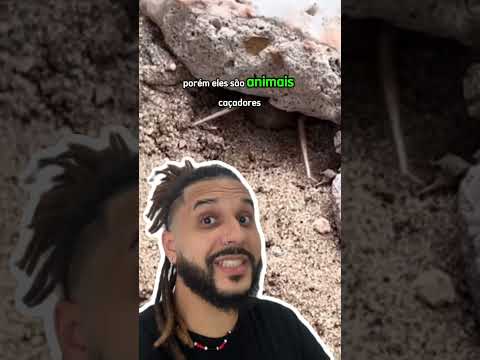 Esse aracnídeo é BIZARRO! | Biomesquita