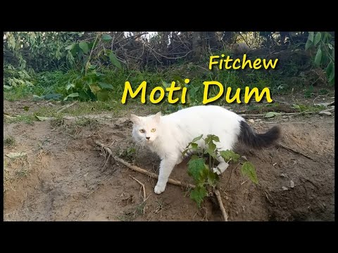 Cute, Funny and Wild Cats Meal Video 24 Mar 2021 - Street Cats