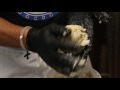 Jimmy's Famous Seafood Crab Cake Recipe