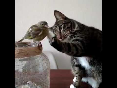 Gatti ed uccelli sono amici