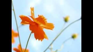Download lagu チャイコフスキー : バレエ組曲「くるみ割り人形」 花のワルツ mp3 Download lagu チャイコフスキー : バレエ組曲「くるみ割り人形」 花のワルツ mp3
