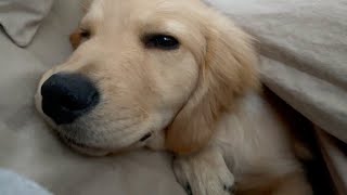 Does keeping a dog lead to a dog centered life