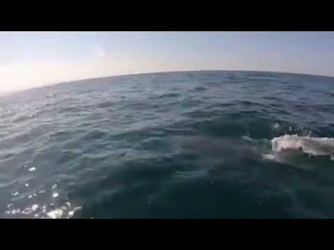 Delfini al largo delle coste termolesi