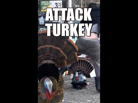Attack Turkey