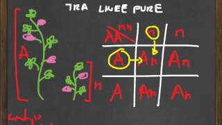 Quadrato di Punnett PT1