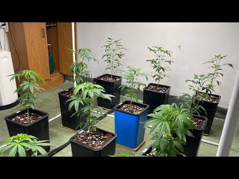 Massachusetts 2000 watt grow room light swap,out with old HPS,in with new spider-farmer LED panels