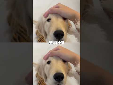 真是又乖又有礼貌的小宝宝啊 #狗狗 #金毛 #通人性 #礼貌 #萌宠