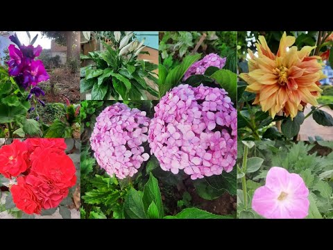 Blessing of mother Nature in my  Home garden ..#gardening #flower #youtube #peace ..