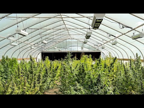 Twisted Roo: Beyond Grow