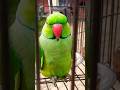 Mithu Mithu Clear Voices Shortsfeed Shorts Funny Mithu Parrot Talkingparrot Birdsounds