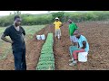 How To Treat Watermelon Seedlings In Preparation For Planting Lot A3