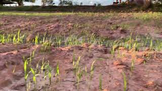 ស្រូវវស្សា អាយុ ៧ថ្ងៃ ប្រើពូជ ១៧០គីឡូ