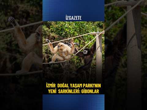 İZMİR  DOĞAL YAŞAM PARKI’NIN YENİ  SARKİNLERİ: GİBONLAR #izmir#doğalyaşam