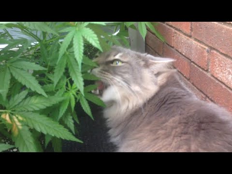 Kater frisst Marihuana