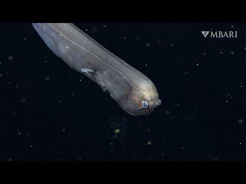 Celebrate World Ocean Month with 6 minutes of remarkable deep-sea fishes