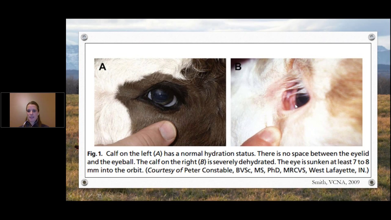 Managing young calves to prevent disease